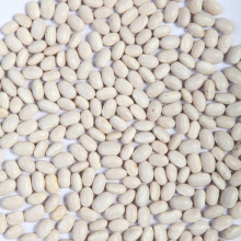 New Crop Japanese Type White Bean
